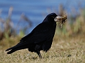 Rook - C